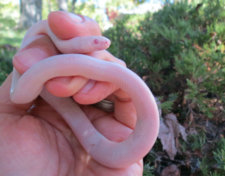 Snow Honduran Milk Snake